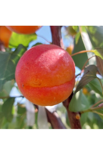 Абрикос Lady Cot крупним планом